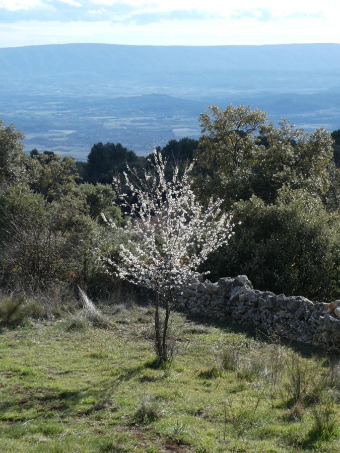Le Jas Des Aiguiers Hotel Saint-Saturnin-d'Apt Kültér fotó